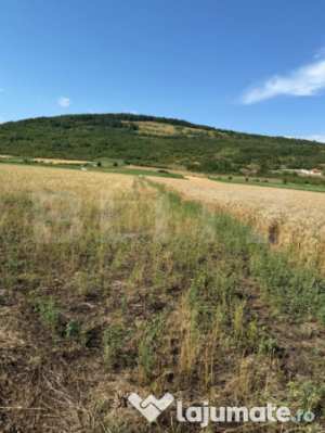 Teren intravin 2000 mp in soimus