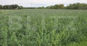 Teren extravilan, 10700 mp, zona periferie nord