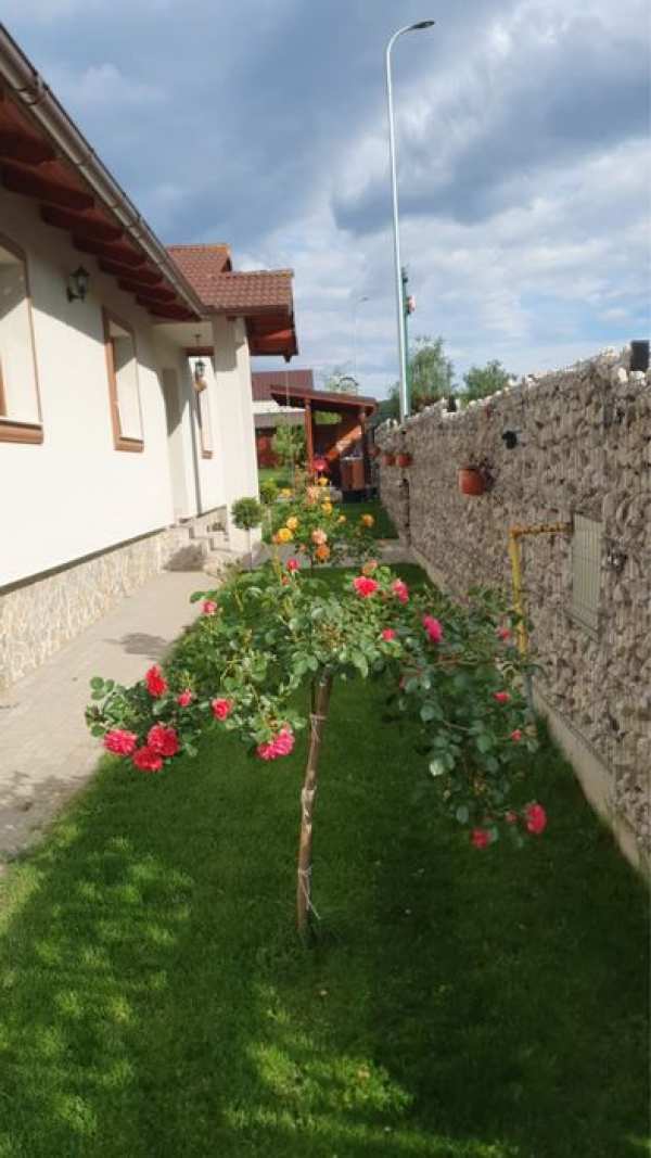 OFERTA Proprietate deosebita Teleac - casa, teren 2000 mp, foisor, gratar zidit