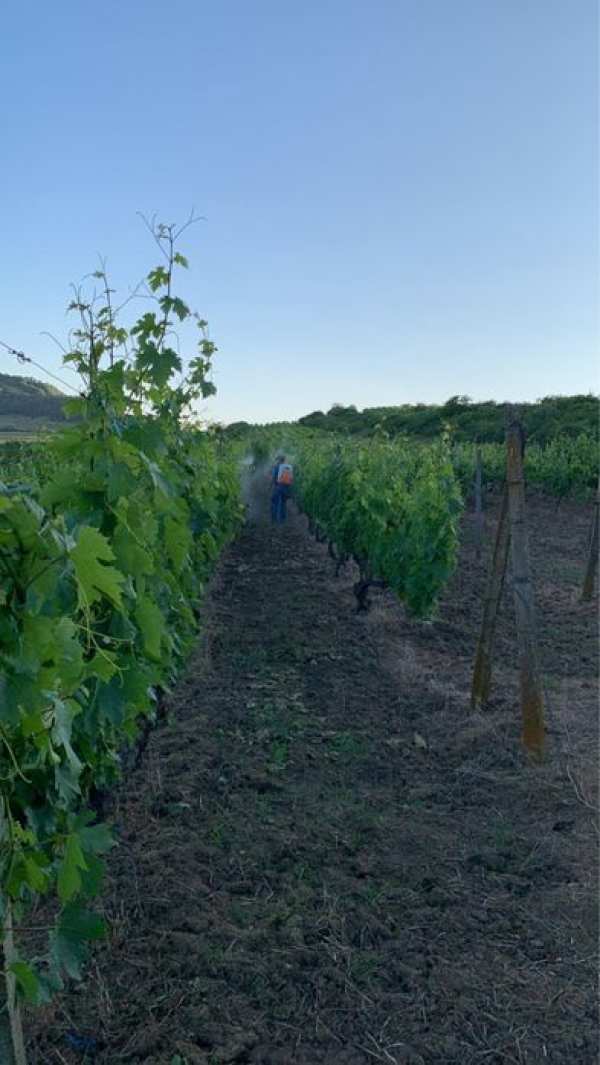 Teren agricol 90 ari – vie pe rod, randament foarte bun –