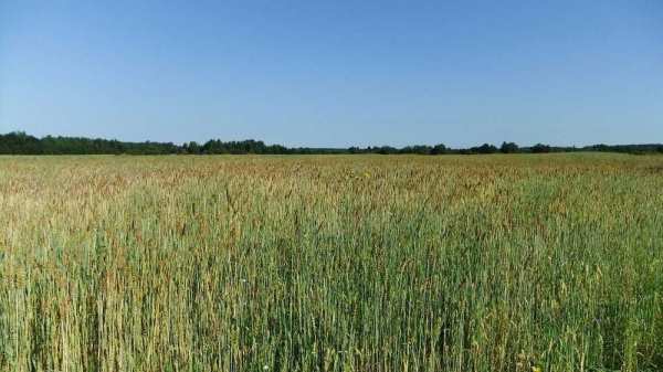 Vand teren agricol Sarulesti - Calarasi