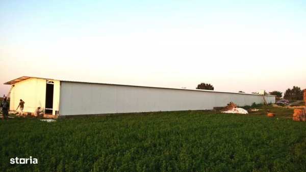 Ferma de gaini ouatoare in sistem free-range | 45.000 mp teren