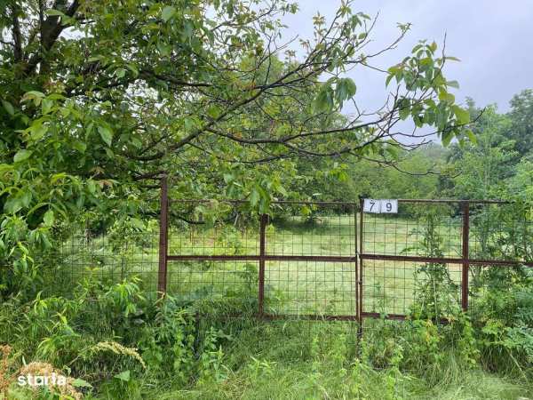 Teren intravilan Frumusani, utilitati gaz si curent, put, 1239 mp,