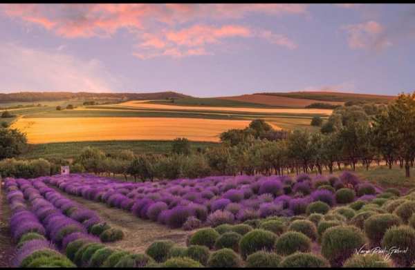 Teren - Gradina de Lavanda (2500 mp)  Calarasi jud Cluj
