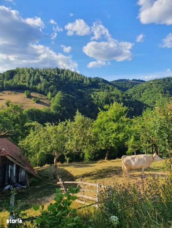 Teren intravilan 10.100 mp + Cabanuta amenajata