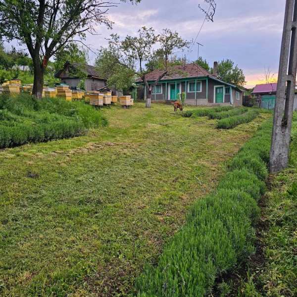 Particular Vând Casa + teren generos 5000 mp intravilan cu livada tanara  si vita de vie productiva.