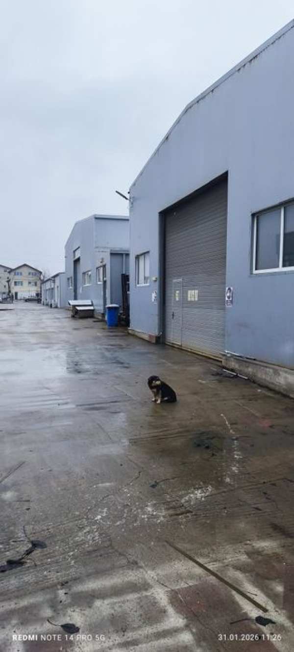 Închiriere hale metalice industriale – Crevedia (DN1A) 6 €/mp