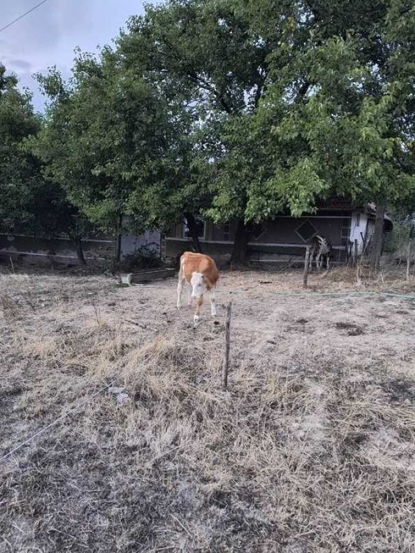 Casa la Tara de Vanzare