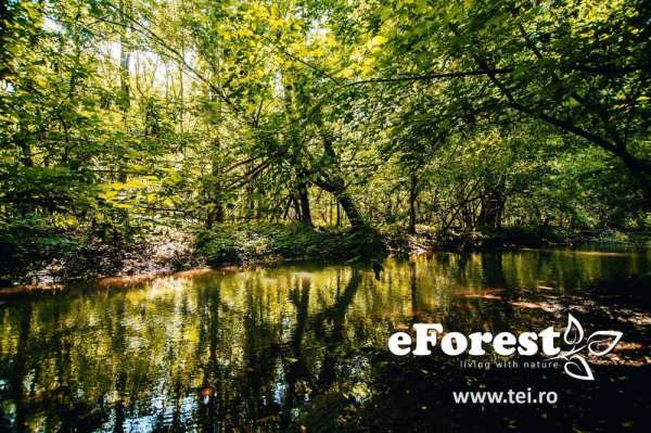 Terenuri de vanzare, zona verde, acces din DN1A, eForest