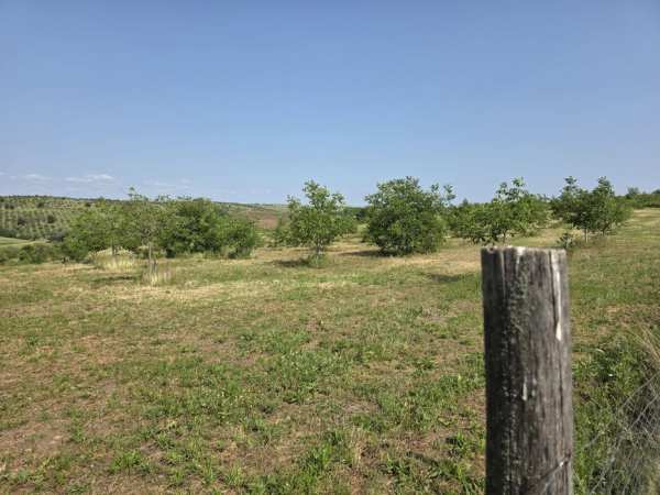 Teren cu plantatie de nuc