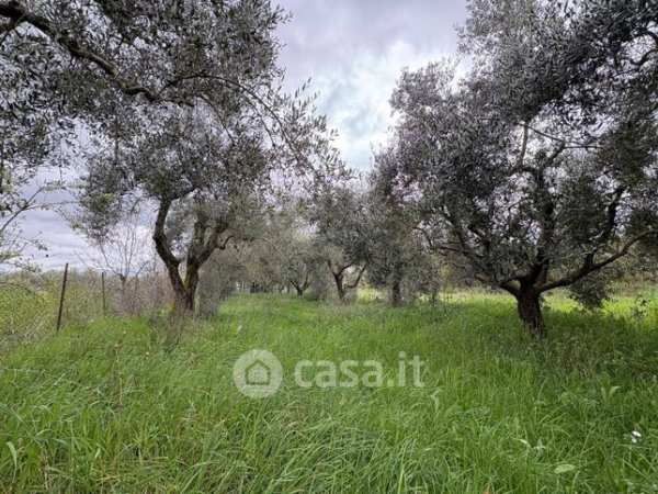 Terreno agricolo in commerciale in Località pian di rosciano