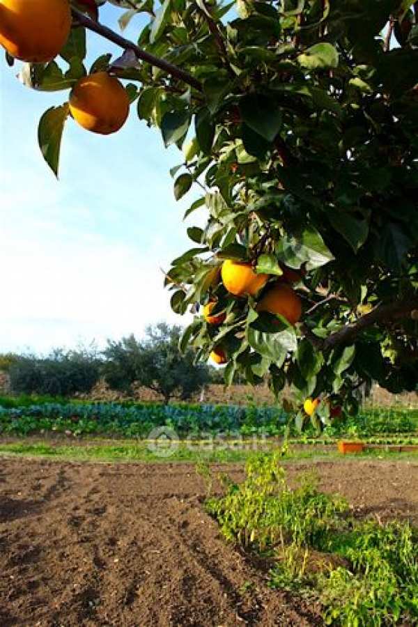 Terreno agricolo in commerciale in 