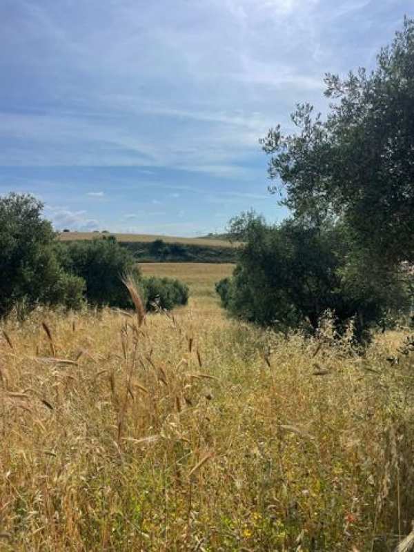 Terreno agricolo in commerciale in Via Doganale