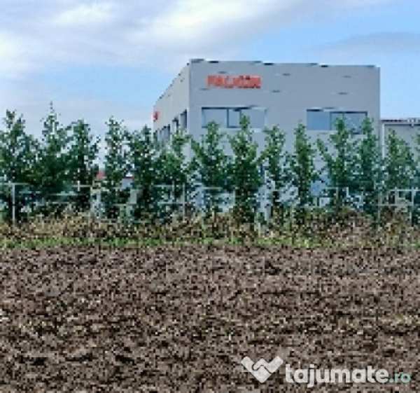 Teren 7700mp lazuri, dâmbovița