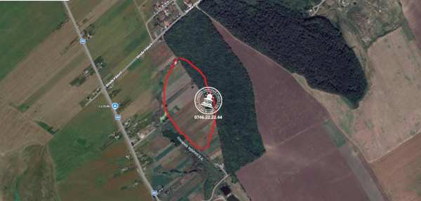 Tren de vanzare iepureni la padure